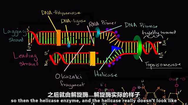 DNA复制中的前导链和后随链哔哩哔哩bilibili