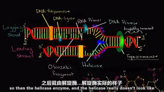 Download Video: DNA复制中的前导链和后随链