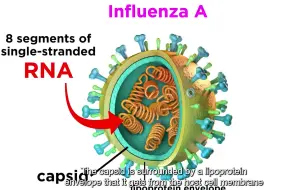 Download Video: 一个视频带你了解常见流感病毒【流行性感冒(流感)Influenza (The Flu)】流感病毒【双语】