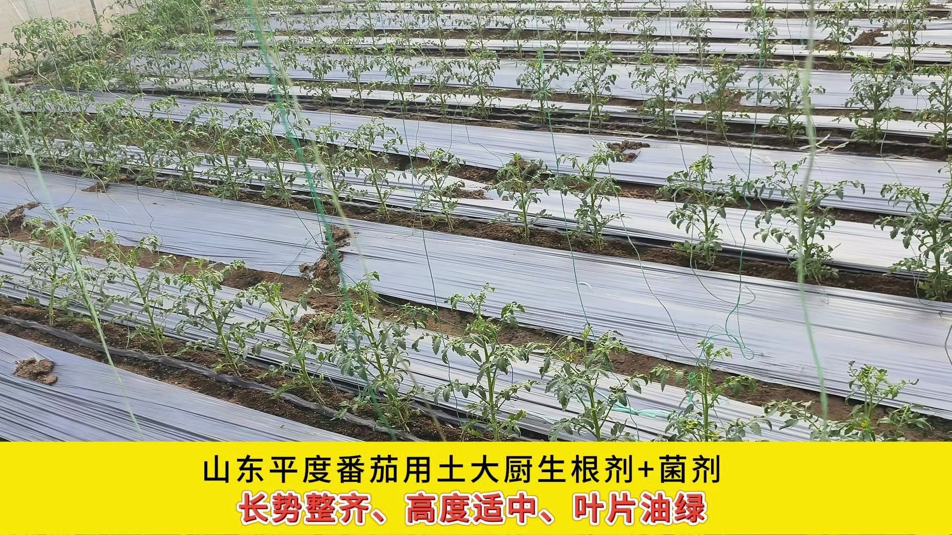 水溶肥厂家—山东平度番茄用土大厨极地海洋菌,长势整齐、高度适中、叶片油绿哔哩哔哩bilibili