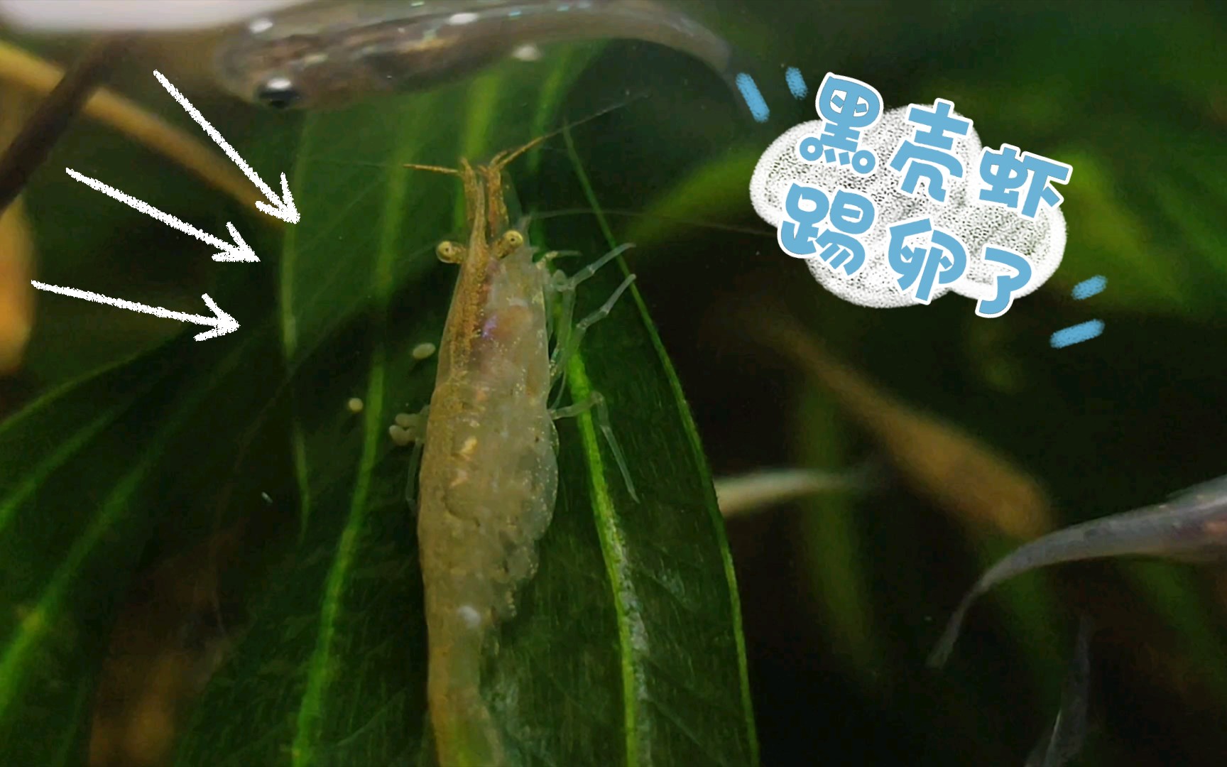 黑壳虾踢卵了,观背青鱂的一顿自助餐_哔哩哔哩_bilibili