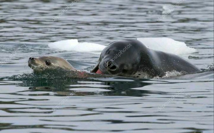 豹海豹捕食锯齿海豹