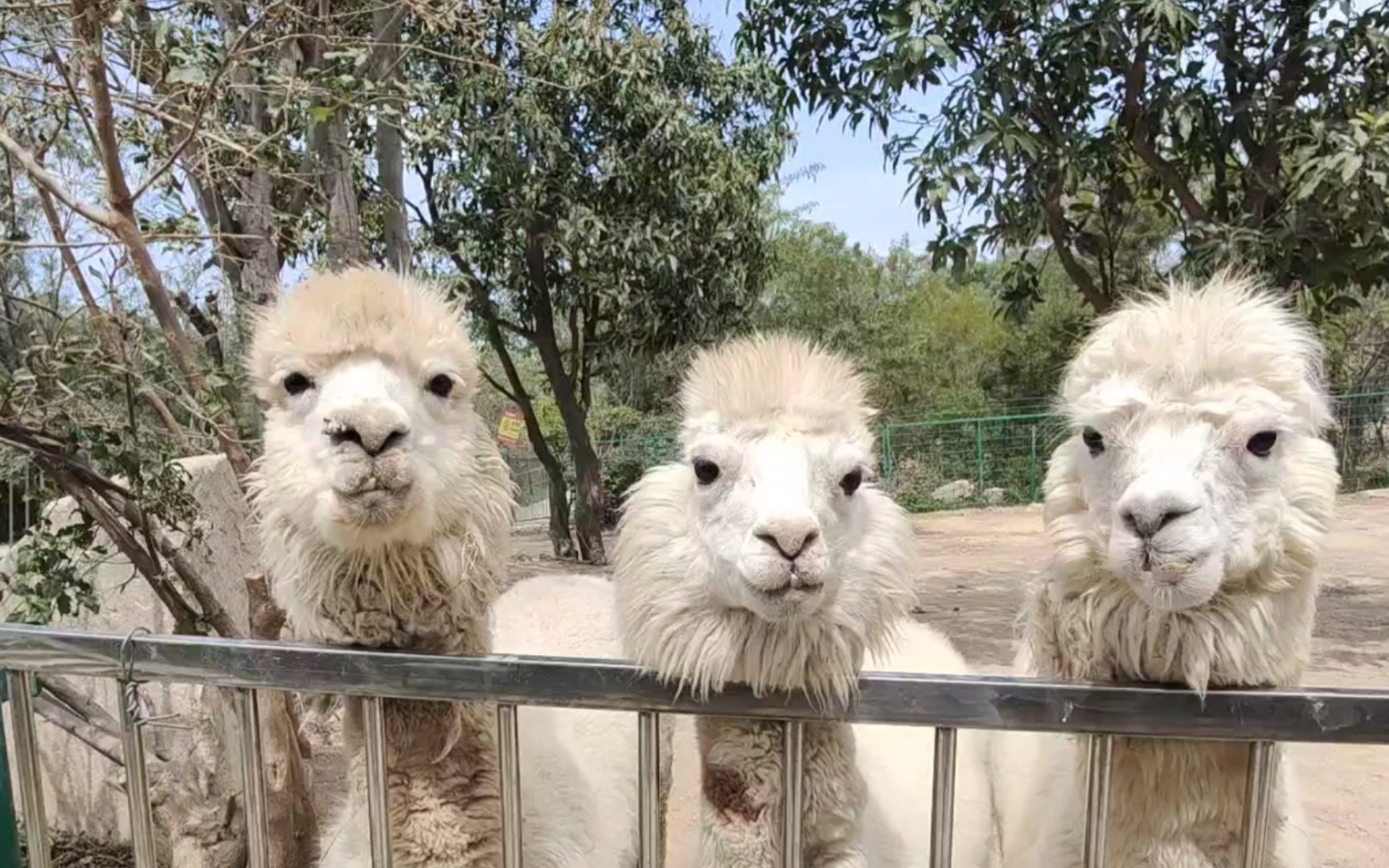 厦门中非世野野生动物园:羊驼