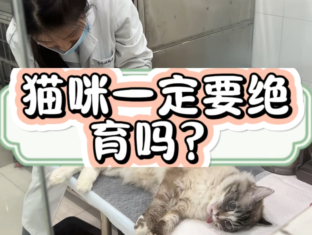 猫咪一定要绝育吗?哔哩哔哩bilibili