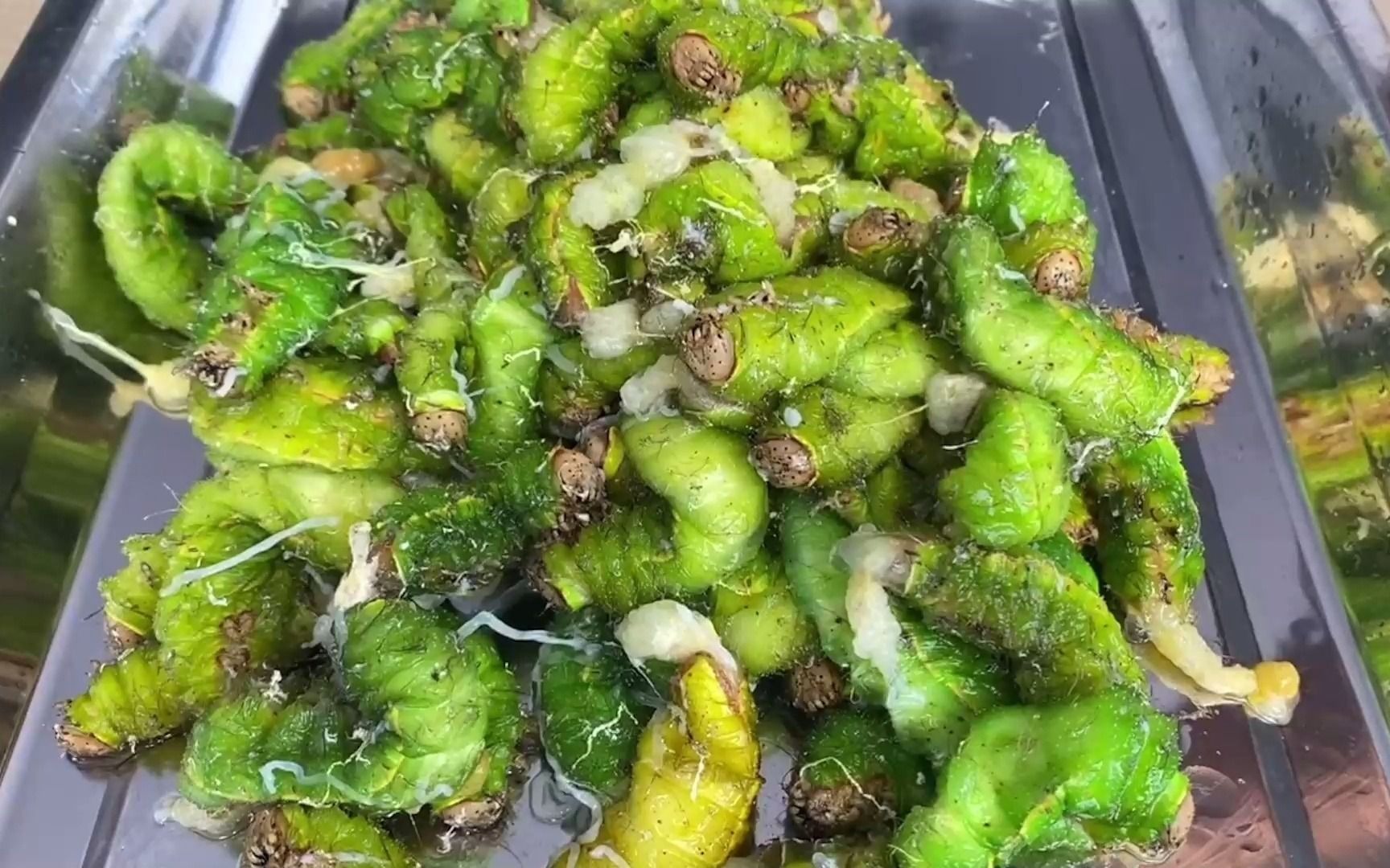 绿大虫!有敢吃的没!