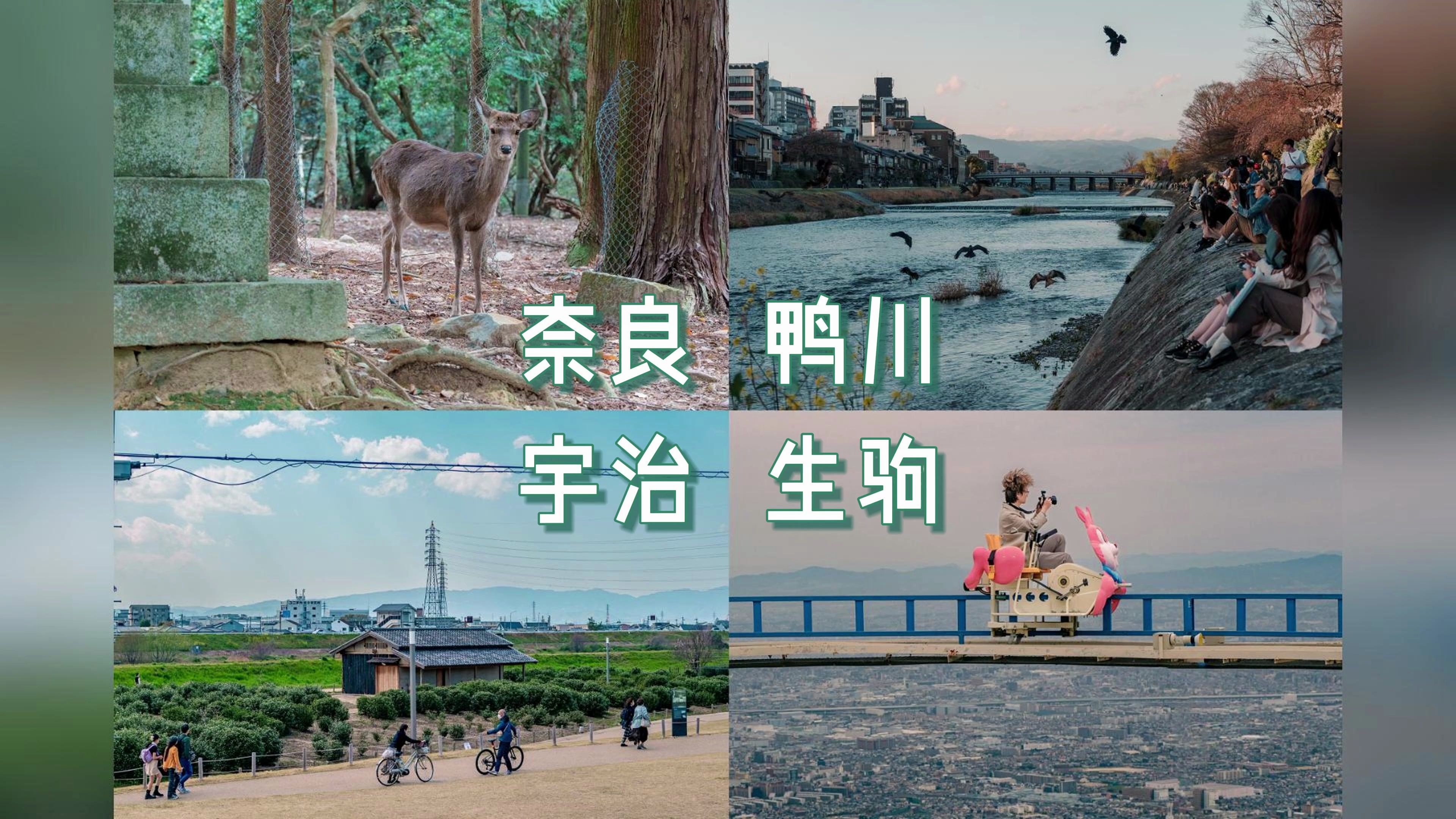 「樱花季关西vlog」宇治|鸭川|奈良|生驹