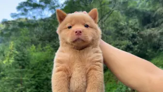 下载视频: 五红犬，好久才找到一只，太爱这种粘人的小肥狗了