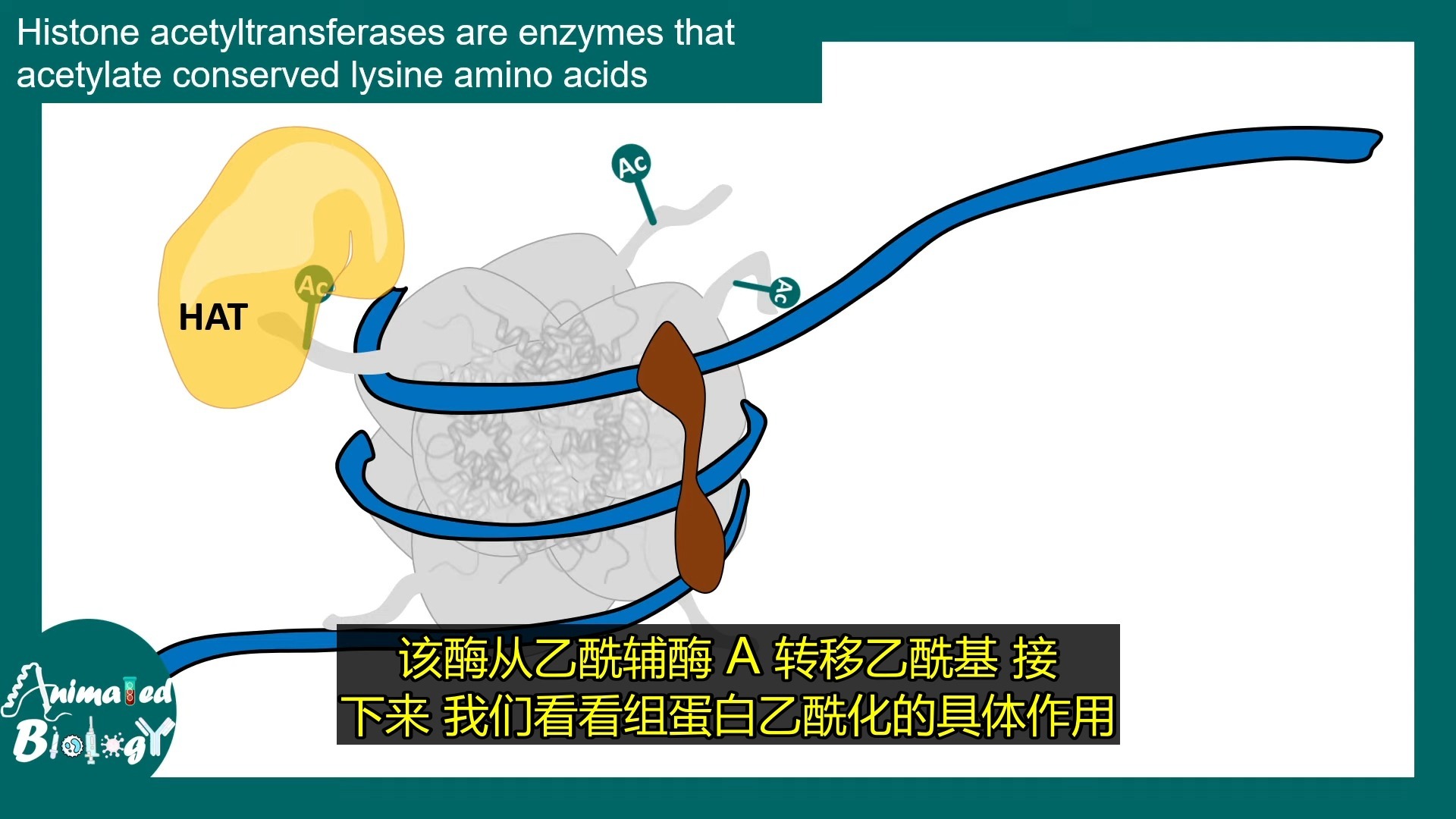 组蛋白乙酰化：染色质修饰及组蛋白乙酰化的功能