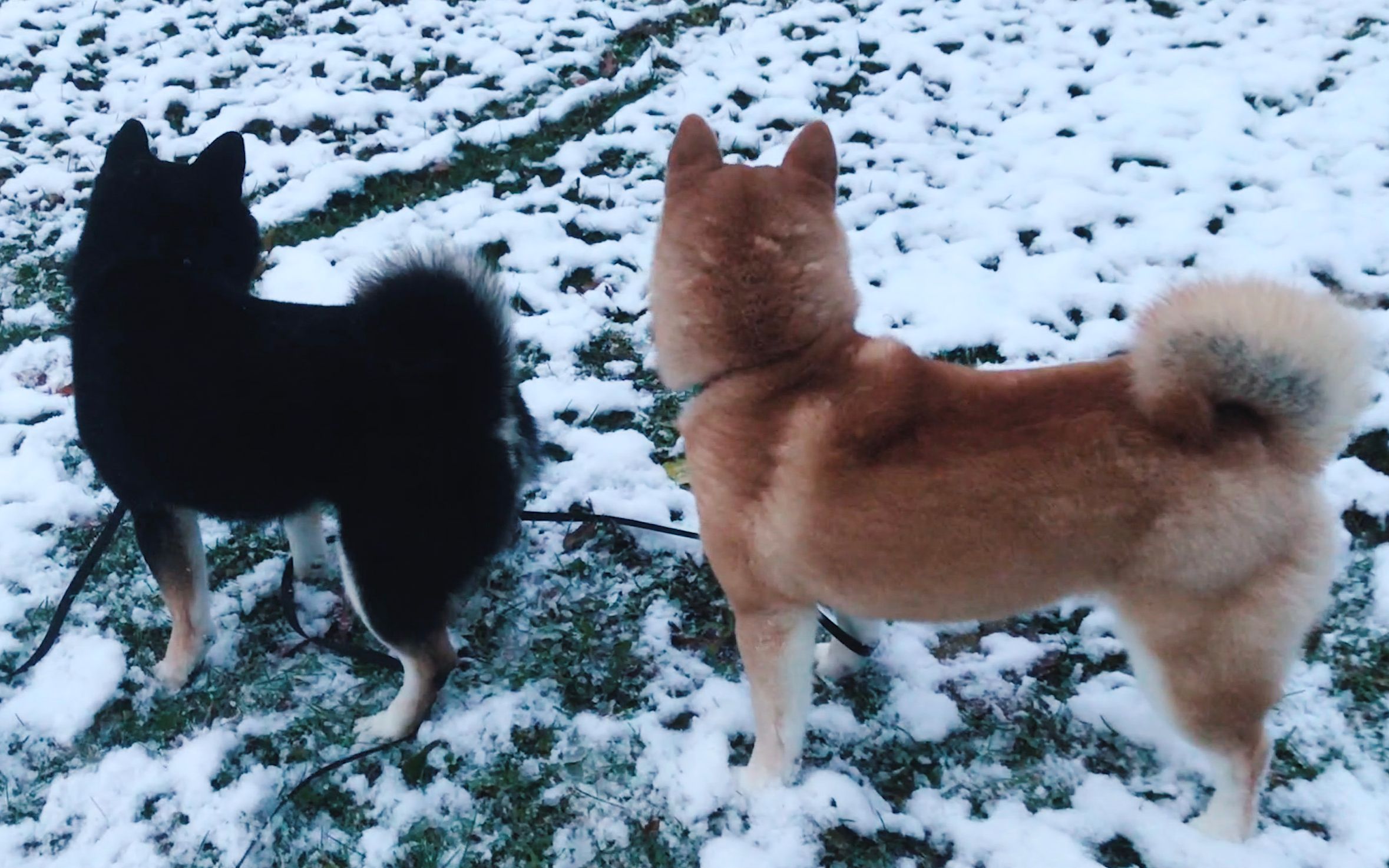 柴犬看到雪,控制不住自己了,撒欢跑啊!哔哩哔哩bilibili