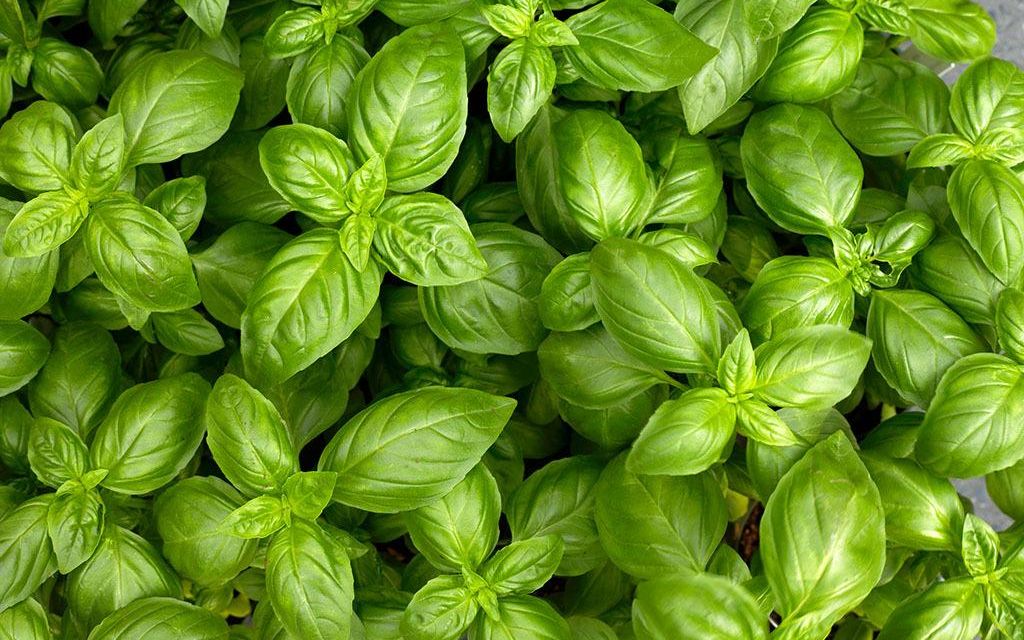 罗勒油频率l精油频率basiloilfrequenciesfrequencyofessentialoils