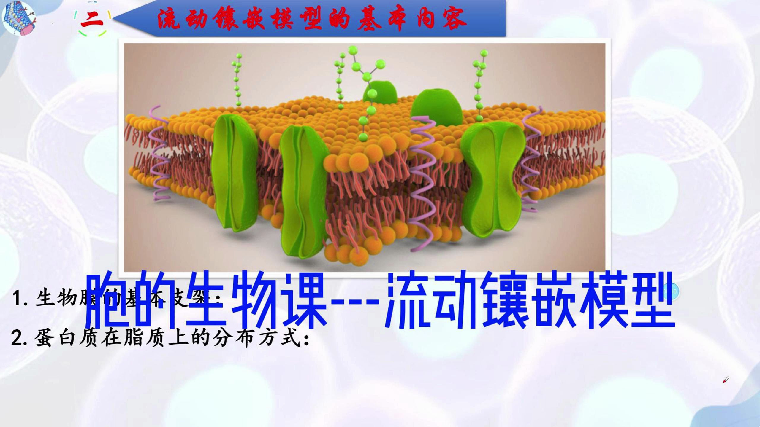 流动镶嵌模型