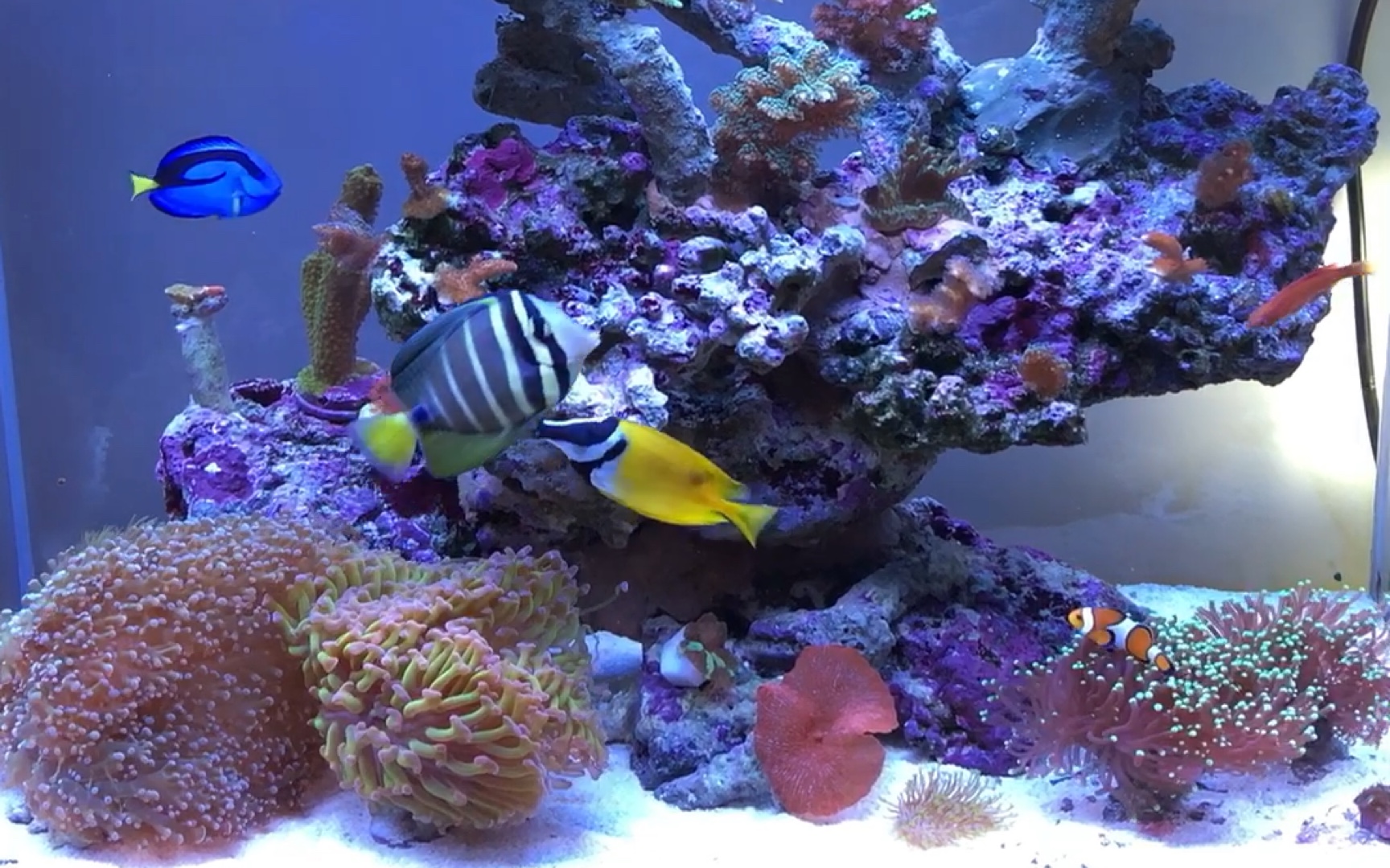 海缸珊瑚缸五个月_哔哩哔哩 (゜-゜)つロ 干杯~-bilibili