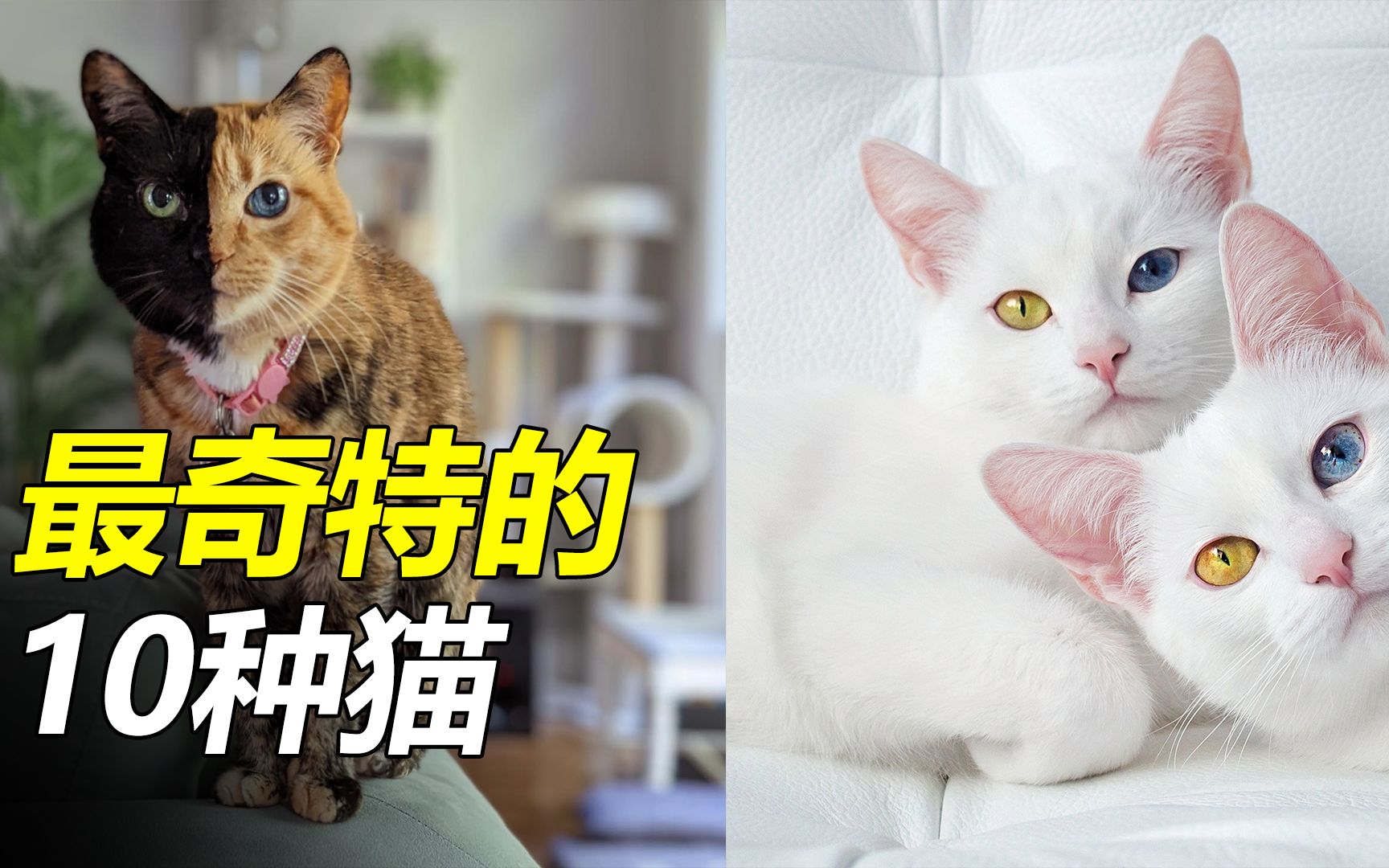 [图]全球最奇特的10种猫，你见过几种？