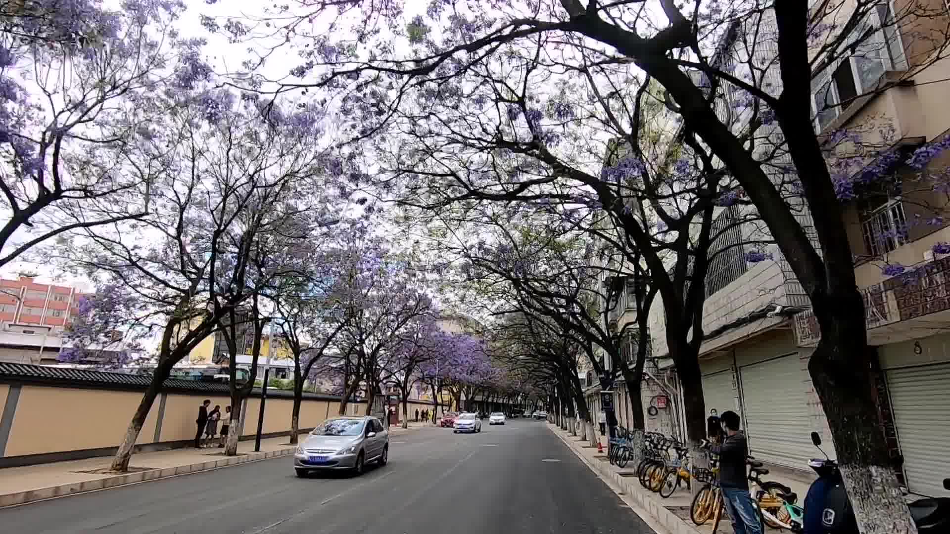 昆明不愧是春城呀,一年四季鲜花绽放,满大街的蓝樱花太美了哔哩哔哩bilibili