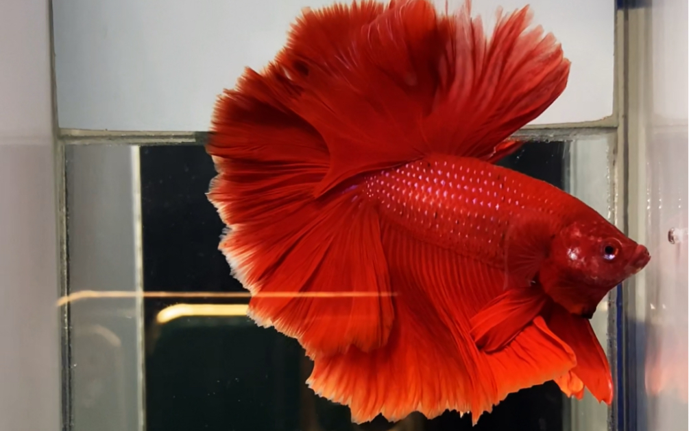 极品泰斗半月超红