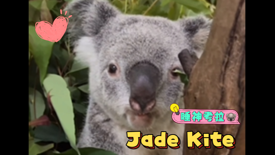 睡神考拉直播间 2024.10.9 Jade Kite哔哩哔哩bilibili