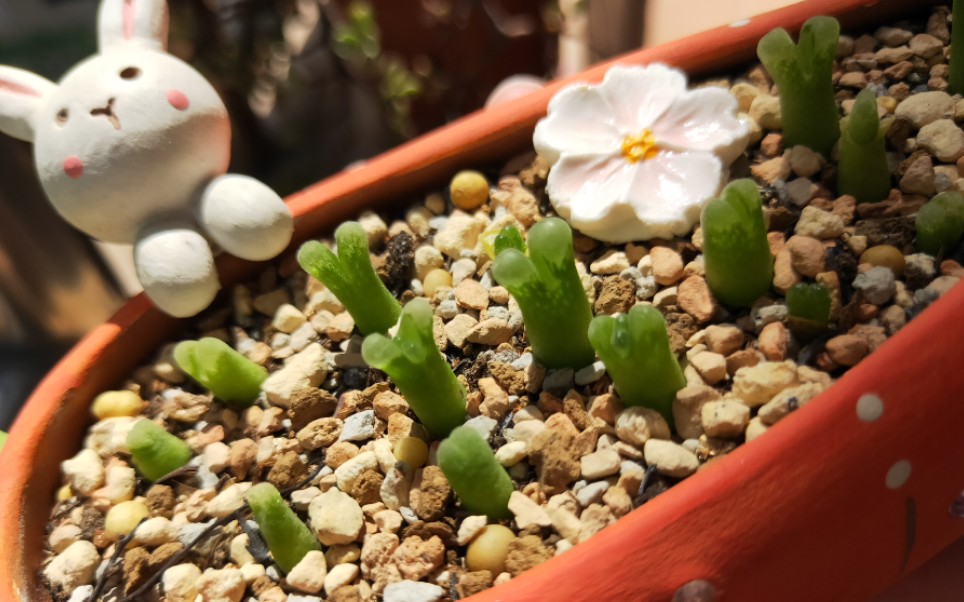 这里有小可爱快过来瞧瞧~冰风铃