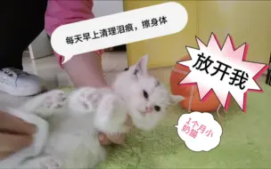 Download Video: 1个月小奶猫日常清理，每天早上清理泪痕和擦身体，该怎么做？