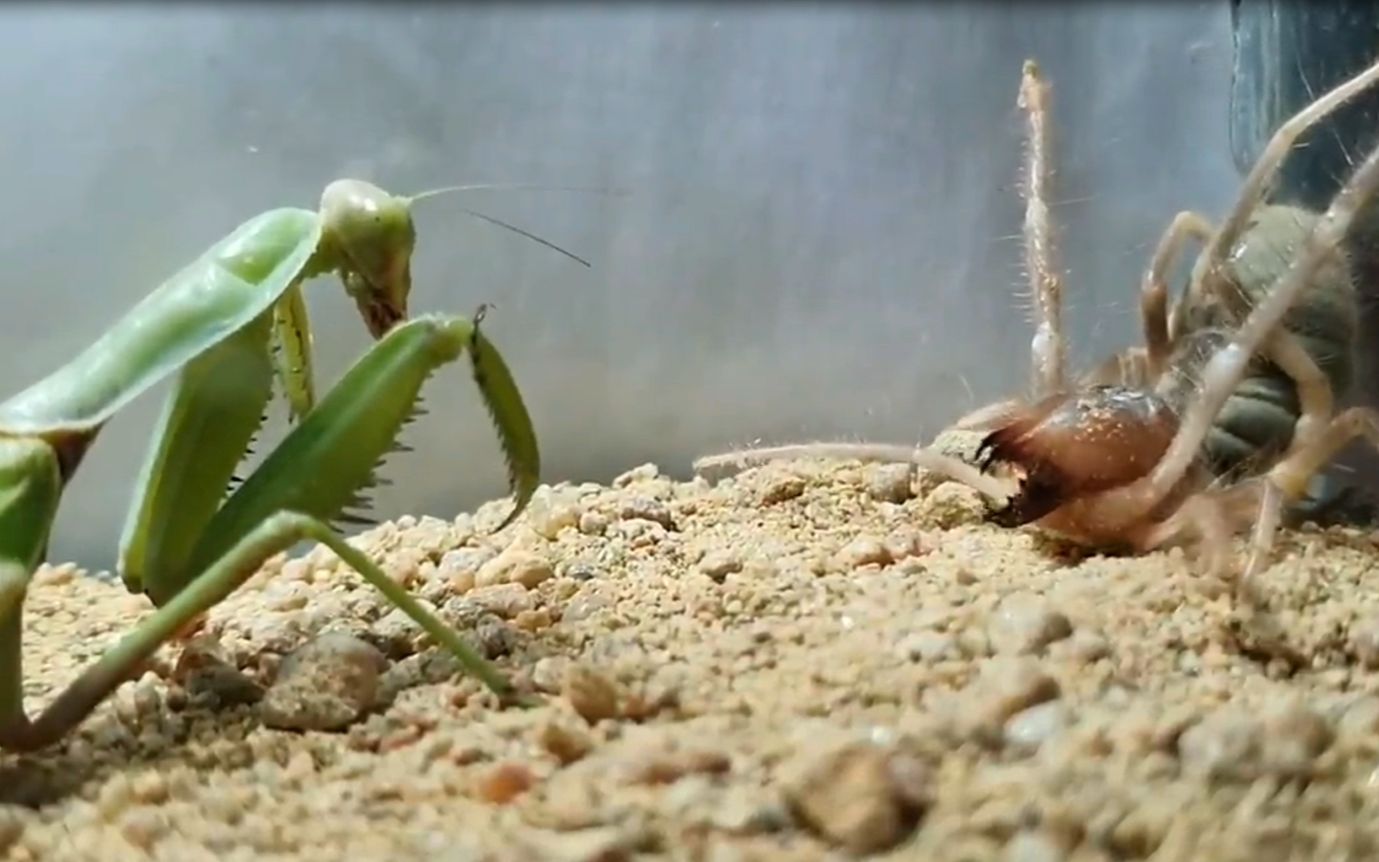 螳螂大战蜘蛛最佳视角!场面太过激烈!镜头记录全过程,第二部分