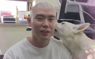 珍岛犬 哔哩哔哩 Bilibili