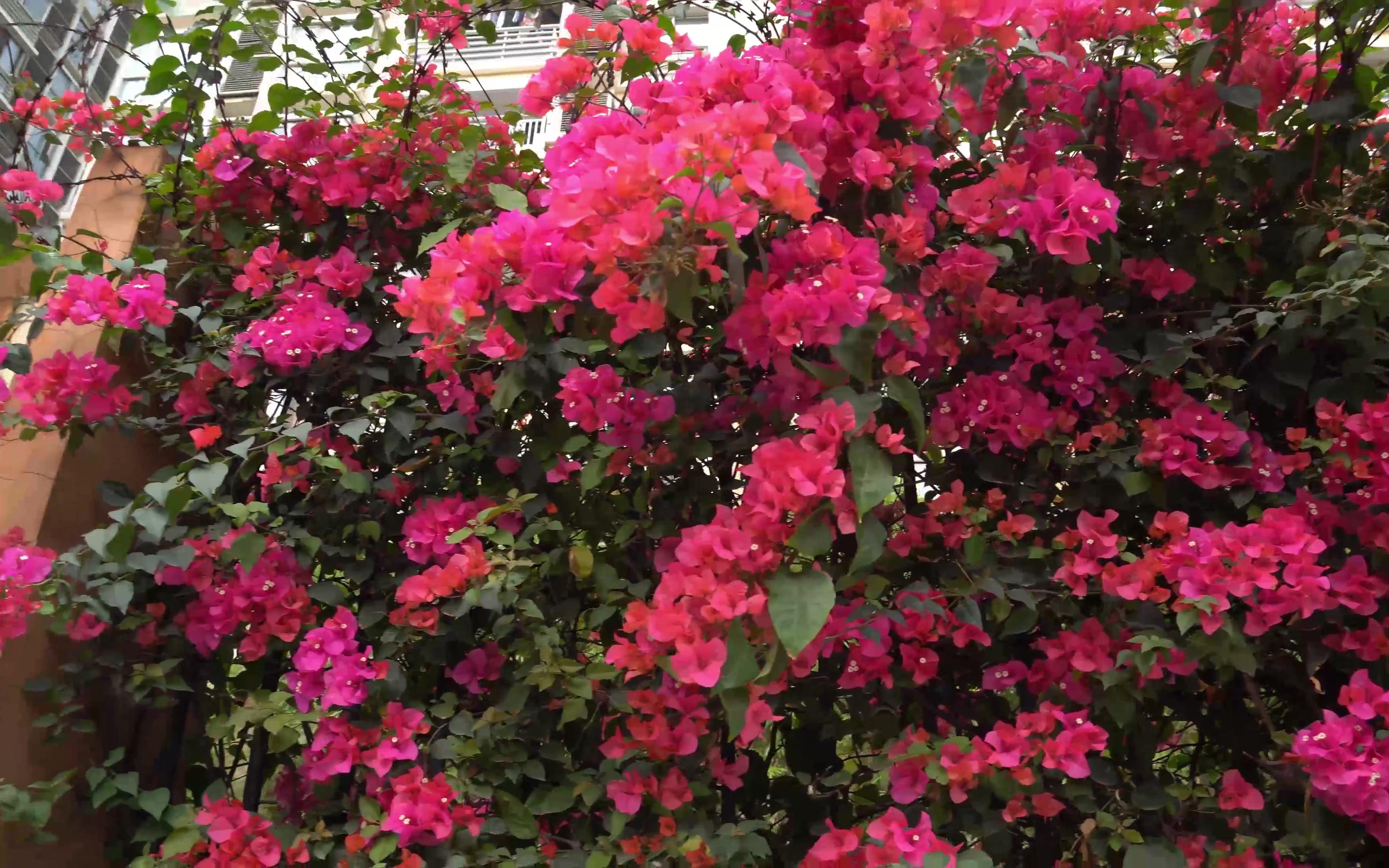 慢镜头下的勒杜鹃