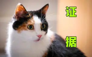 Download Video: 不相信三花猫是猫界大美女？证据来了！