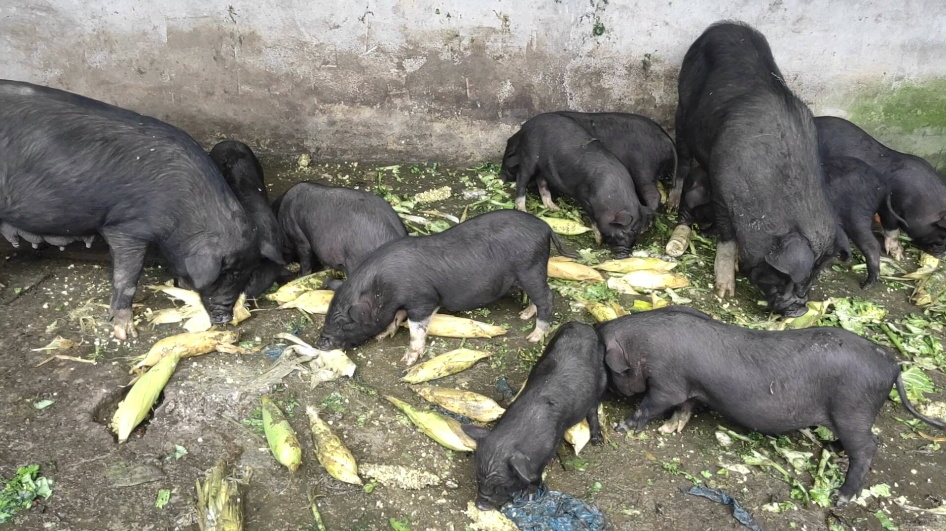 去兄弟家搞了点玉米回来猪吃的好爽啊