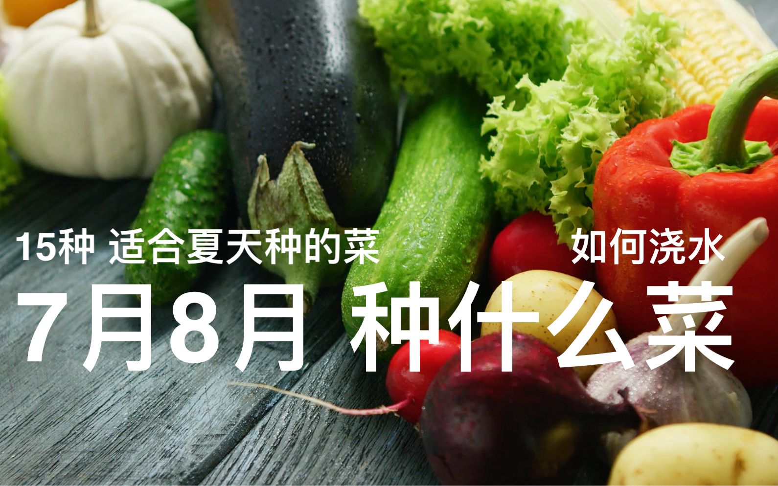 7月8月 种什么菜|15种 适合夏天种的菜|如何浇水|哔哩哔哩bilibili