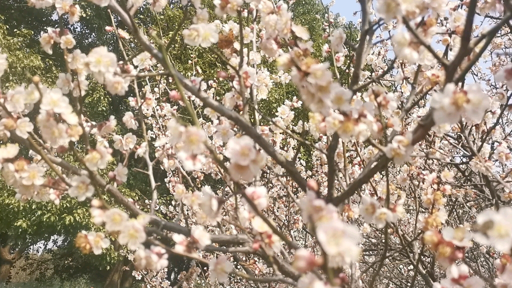 [图]聆听校园花开的声音