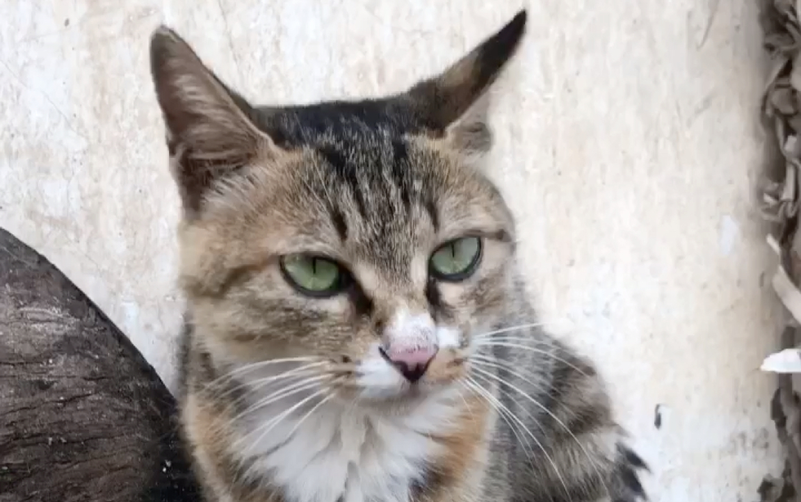 猫咪逮了一只蝉,仿佛逮住了整个夏天 这玩意要是飞