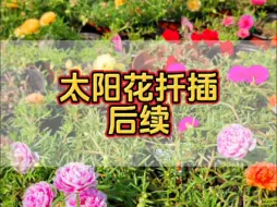 Download Video: 太阳花扦插后续