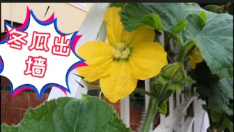 冬瓜种植避开这几个错误 种出来的冬瓜可吃足一年 哔哩哔哩 Bilibili