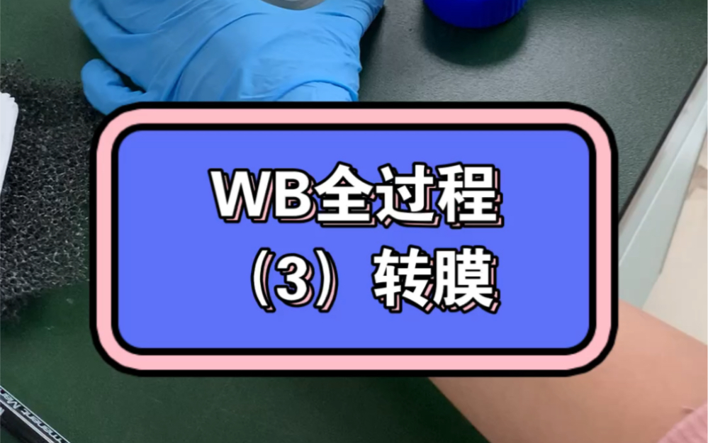 WB全过程之转膜哔哩哔哩bilibili