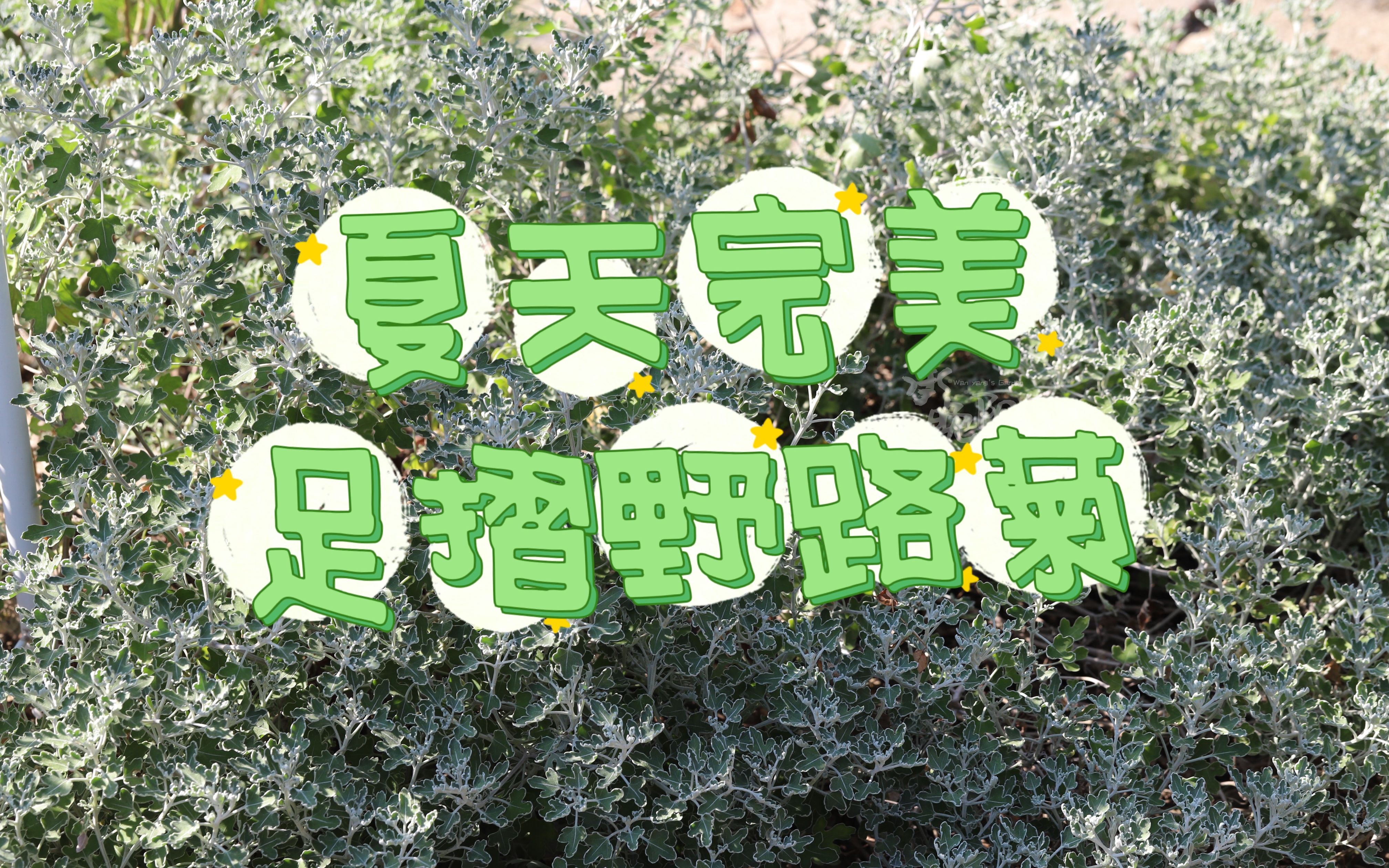 强烈推荐!超极耐晒耐热的足摺野路菊,盛夏也能保持完美状态!哔哩哔哩bilibili