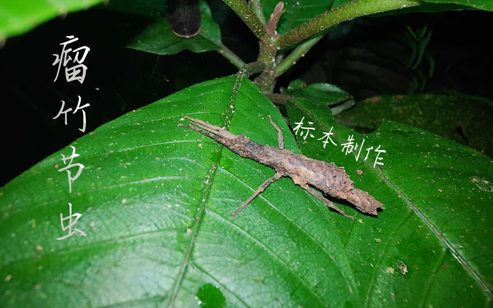 前几天夜观的瘤竹节虫,野采回来做个标本_哔哩哔哩_bilibili