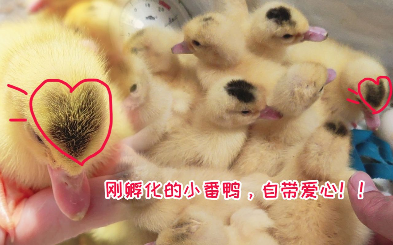 孵化记录19个番鸭蛋用泡沫箱水床孵出了14只小番鸭刚出壳小番鸭挤在一