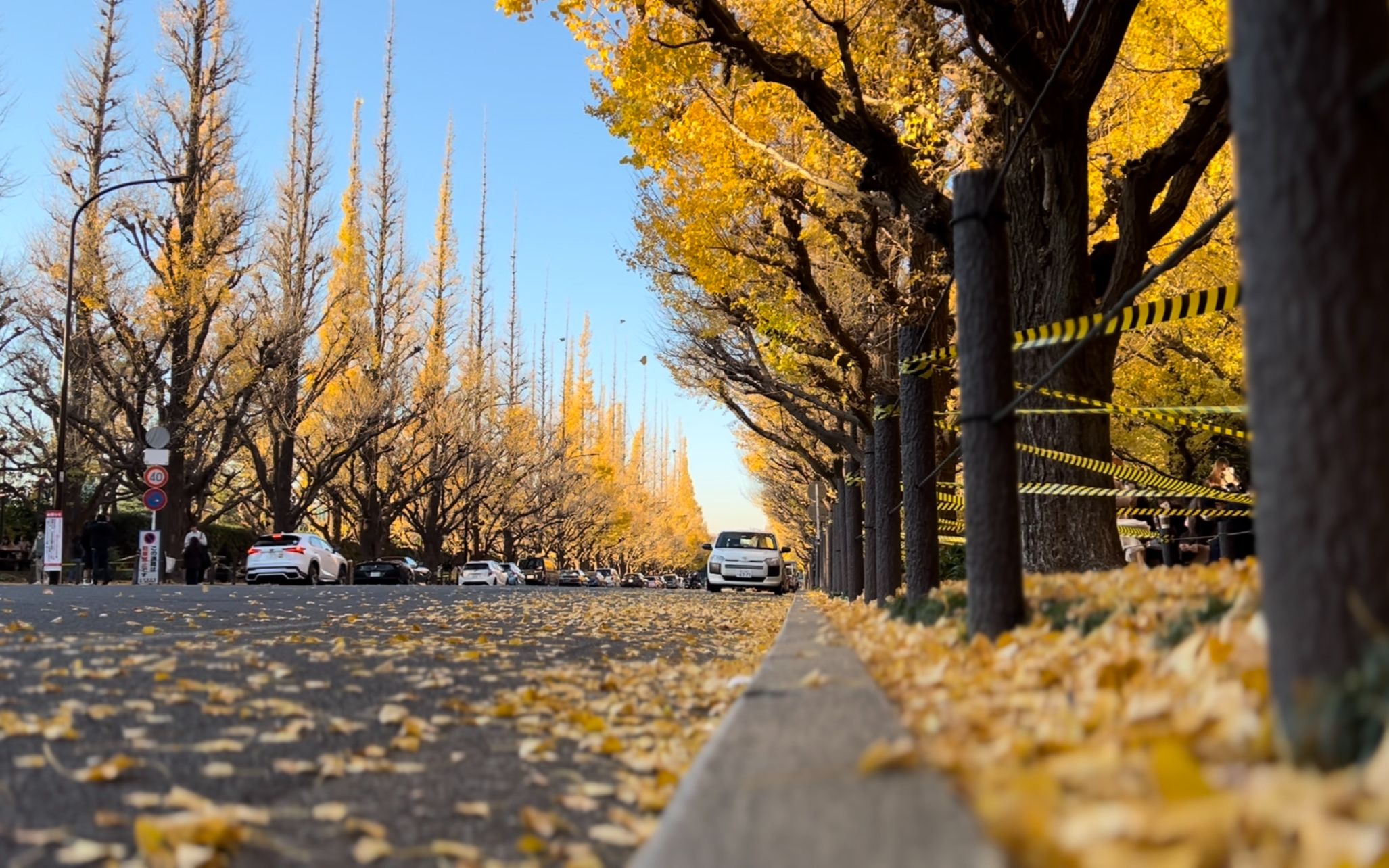 日本留学vlog|明治神宫外苑 银杏|抓住秋天的尾巴_哔哩哔哩_bilibili