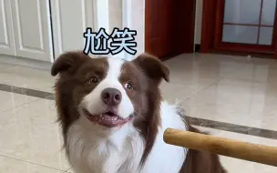 下载视频: 小狗犯错后不同的认错态度