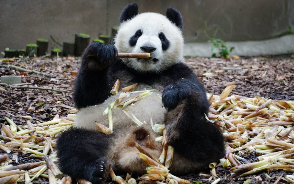 【大熊猫成兰】不急不慢吃笋_哔哩哔哩 (゜-゜)つロ 干杯~-bilibili