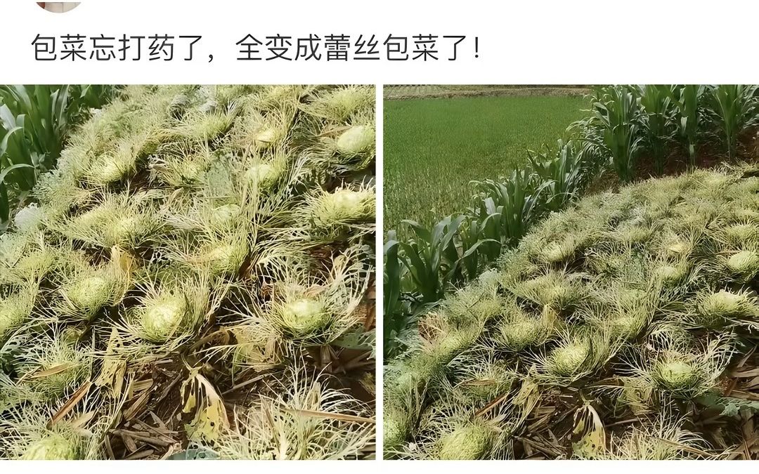 [图]包菜忘打药，全变蕾丝包菜了