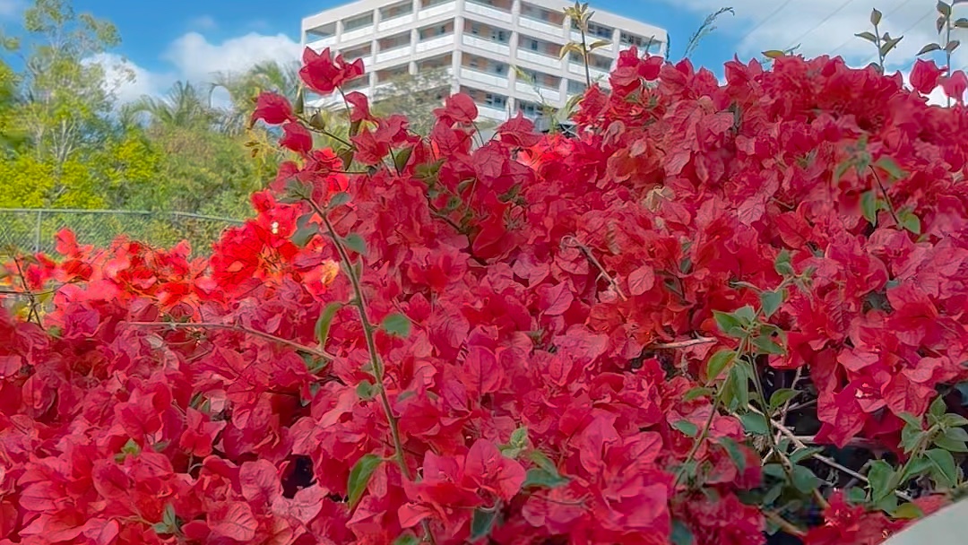 澳洲三角梅美不胜收