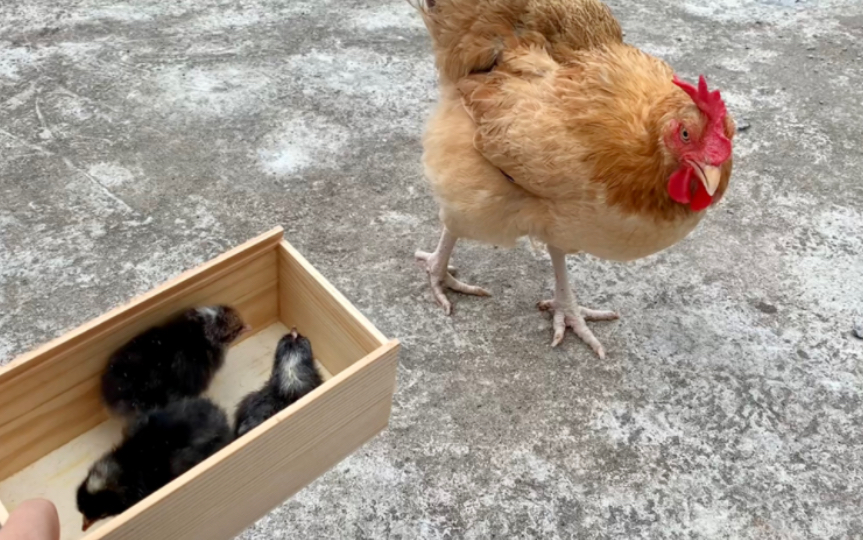 用水床帮母鸡孵蛋,没有一只随鸡妈妈的