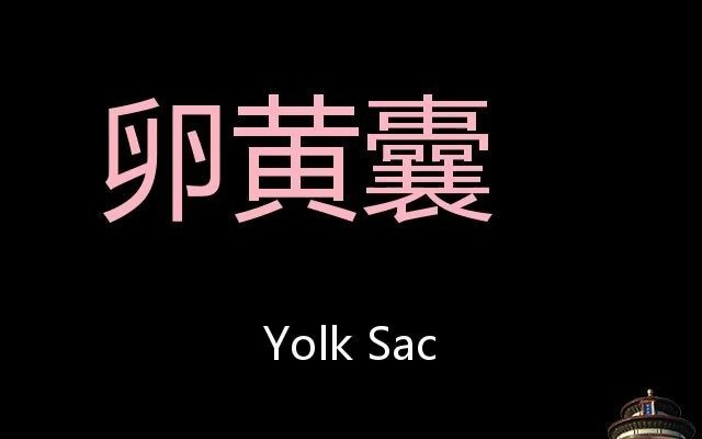 卵黄囊 Chinese Pronunciation Yolk sac哔哩哔哩bilibili