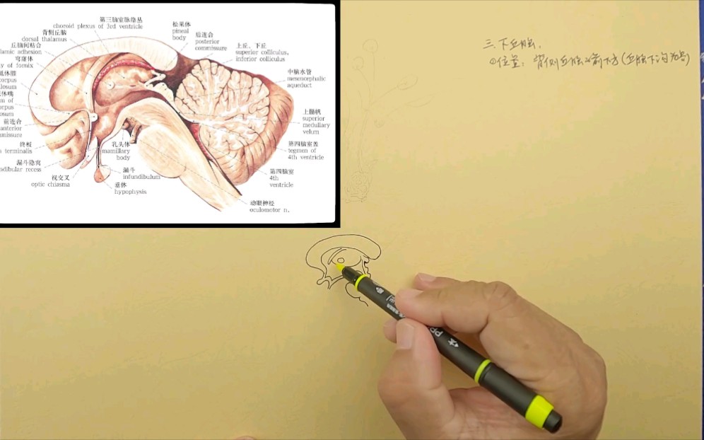 霍琨微课:下丘脑的位置哔哩哔哩bilibili