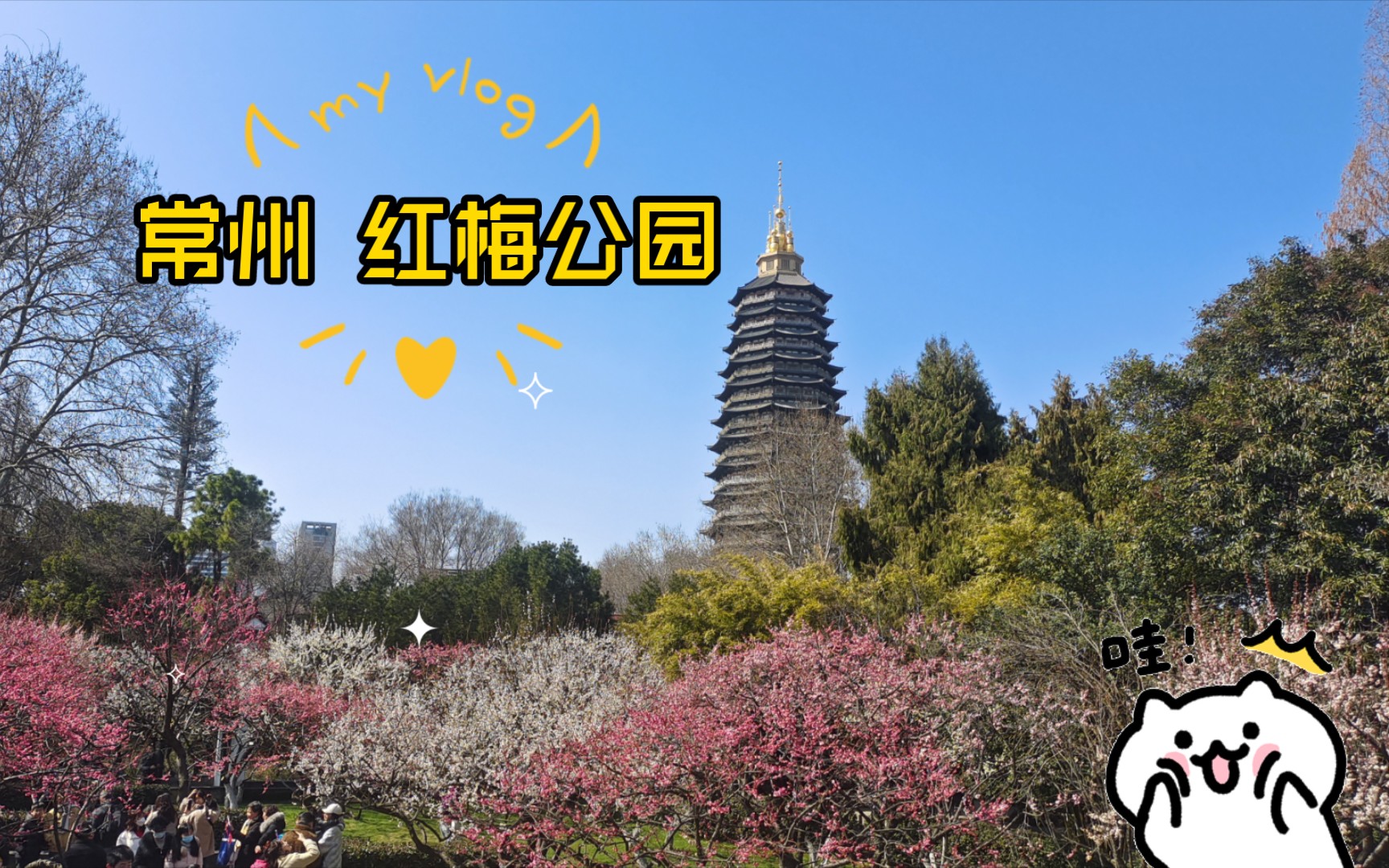 常州 红梅公园盛开期