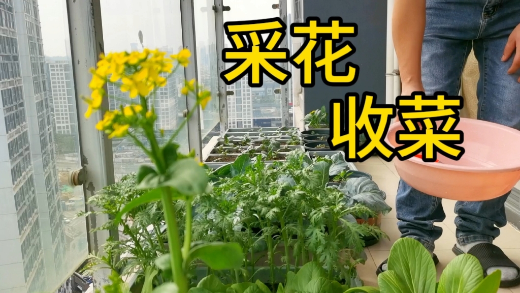 周末时光,晒晒太阳,采花收菜
