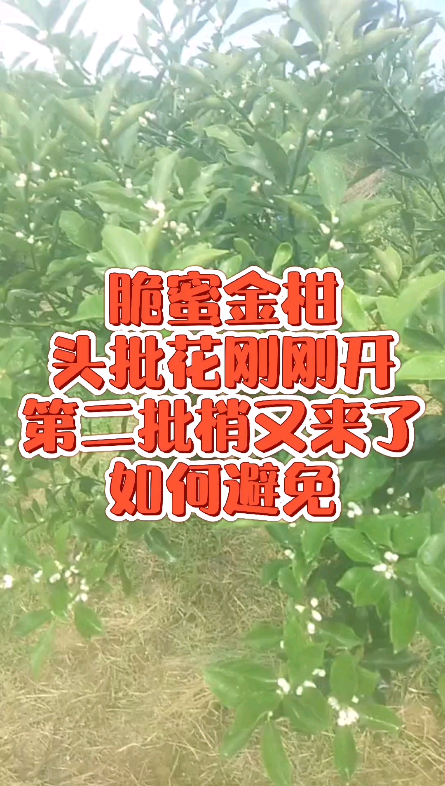 脆蜜金柑保果技术分享,春春梢花刚刚开夏梢哔哩哔哩bilibili