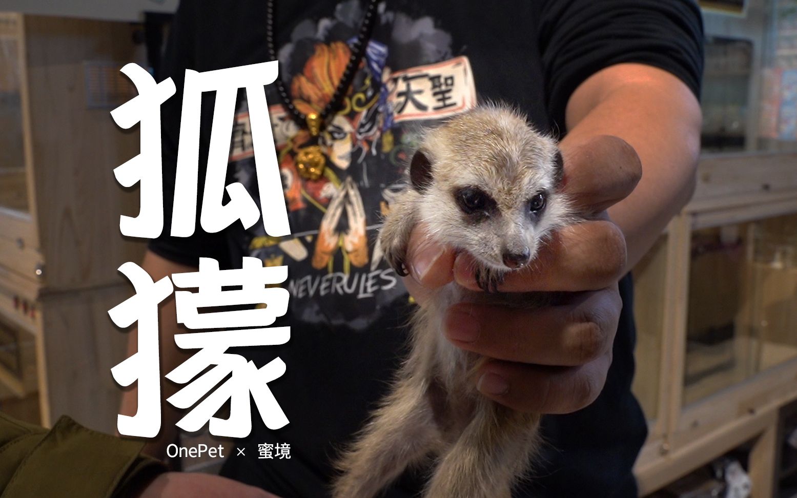 【狐獴】哈库那马塔塔~丁满来了