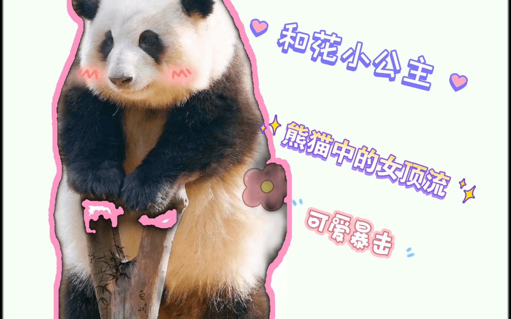 关于三角饭团的可爱壁纸