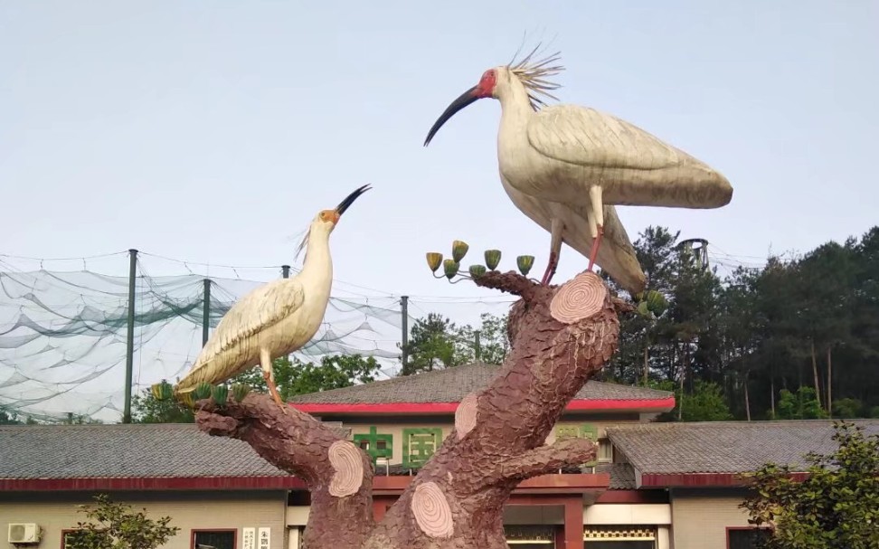 晨阳沐浴陕西汉中洋县朱鹮生态园